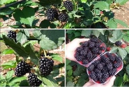 Người nông dân thu hoạch quả phúc bồn tử (mâm xôi) chín