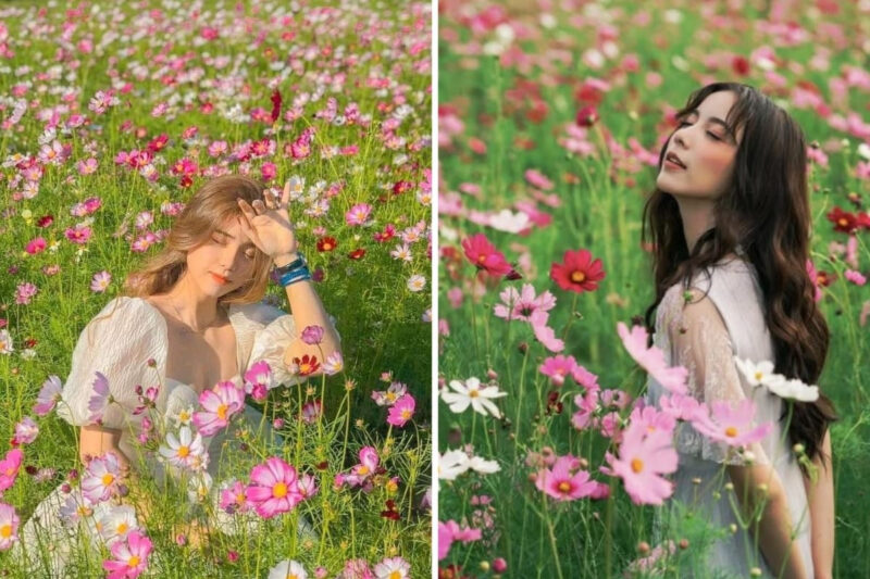 Cách Trồng Hoa Hồng Thân Gỗ Thành Công: Hướng Dẫn Chi Tiết Từ A Đến Z