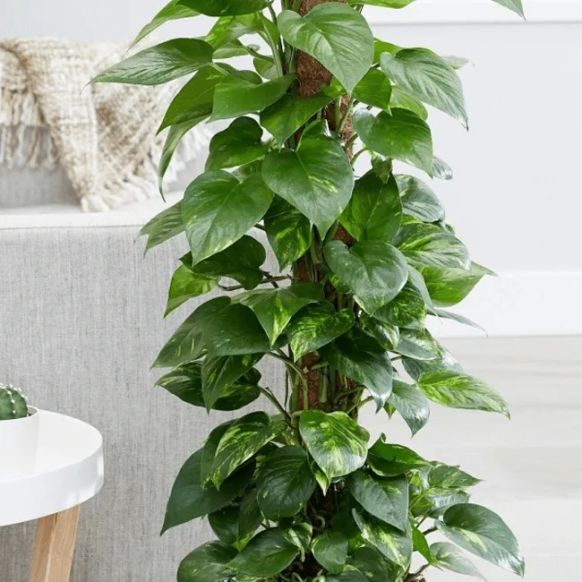 Người phụ nữ tương tác với lá trầu bà xanh tươi, giảm căng thẳng và làm dịu mắt