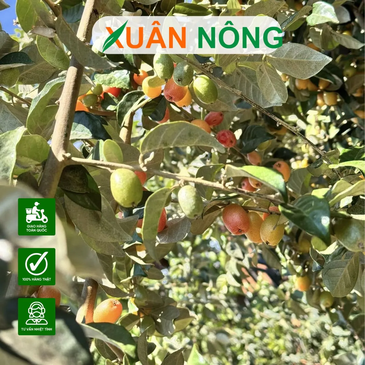 Người thợ đang cắt tỉa cành cây nhót để tạo tán