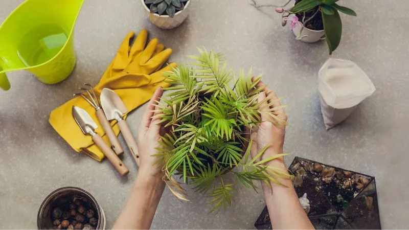 Người trồng đang thực hiện cắt tỉa các lá già hoặc hỏng trên cây cau Hawai