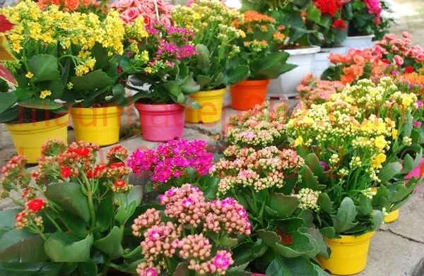 Người tuổi Bính Thìn nên trồng các loại cây có sắc đỏ, vàng, cam, hoặc tím, kết hợp với chậu gốm sứ màu nâu đất để tăng cường năng lượng Thổ.