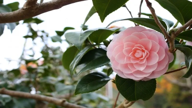 Nguồn gốc và đặc điểm của cây hoa hồng trà (Camellia Japonica)