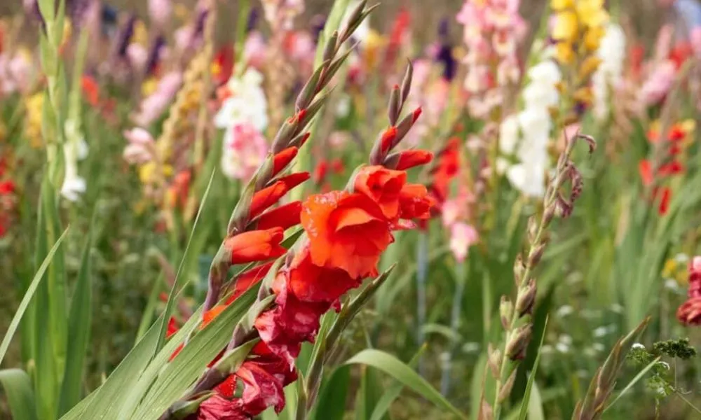 Nguồn gốc và đặc điểm của hoa lay ơn