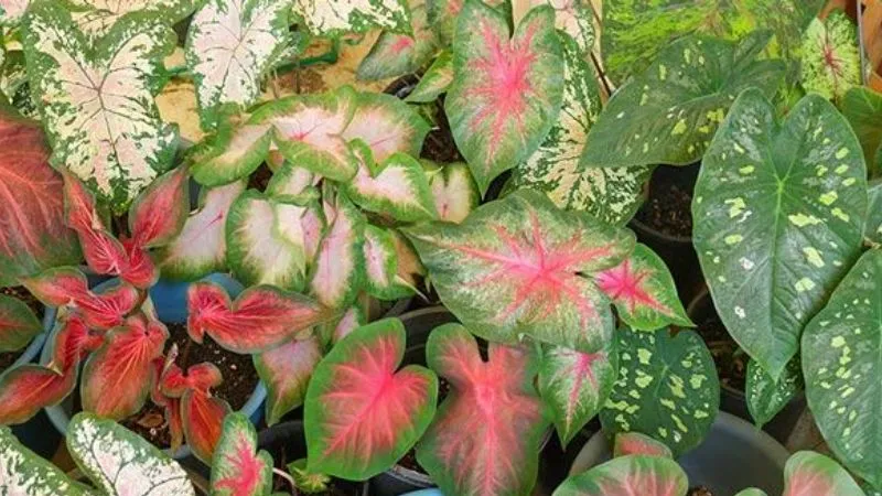 Nguồn gốc, ý nghĩa cây môn kiểng