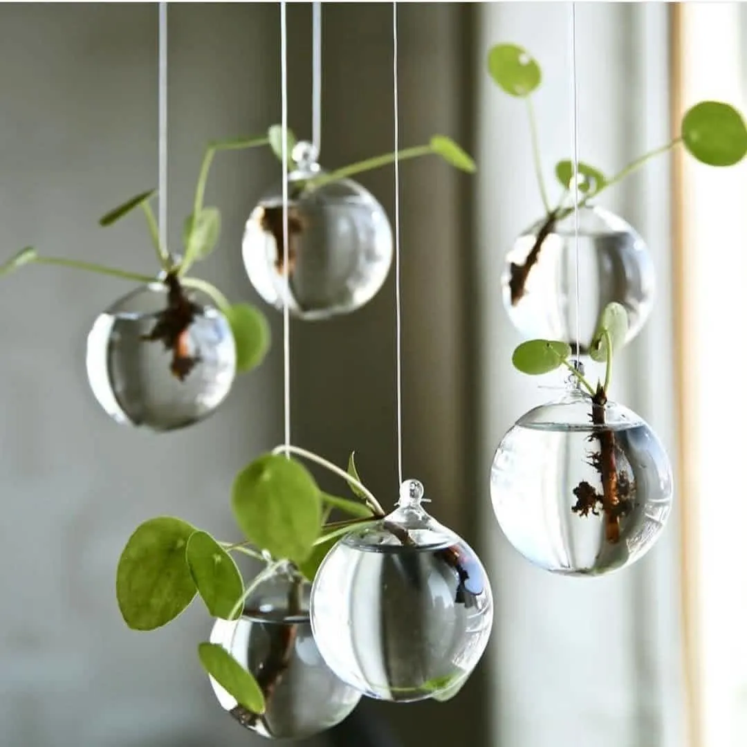 Nguồn nước suối tự nhiên hoặc nước mưa phù hợp cho việc trồng cây cảnh thủy sinh.