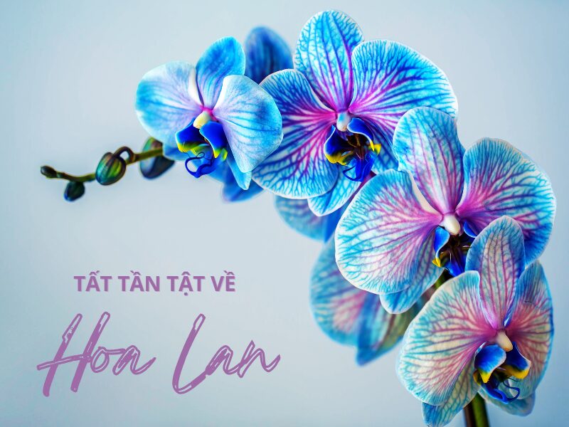 Cách Trồng Hoa Lan Hoàng Dương: Cẩm Nang Chăm Sóc Từ A Đến Z
