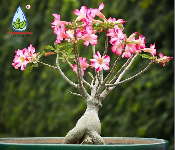 Cách Trồng Hoa Lan Đai Châu Chi Tiết: Kỹ Thuật Chăm Sóc Và Kích Hoa Tết