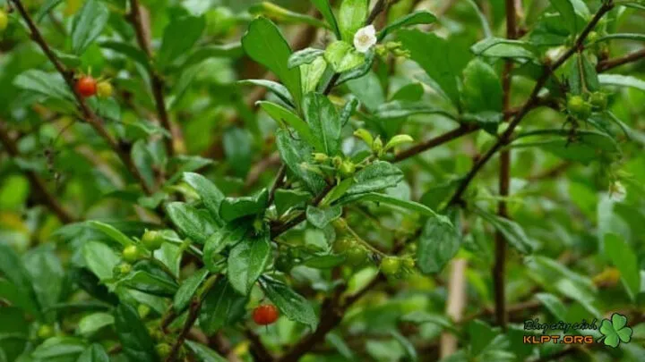 Nguyên liệu bài thuốc truyền thống từ cây bùm sụm