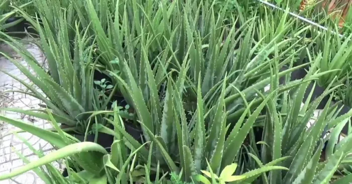 Nha đam giống Mỹ - Đặc điểm cách trồng và chăm sóc cây hiệu quả; nước; trong; phụ nữ; sản phẩm.