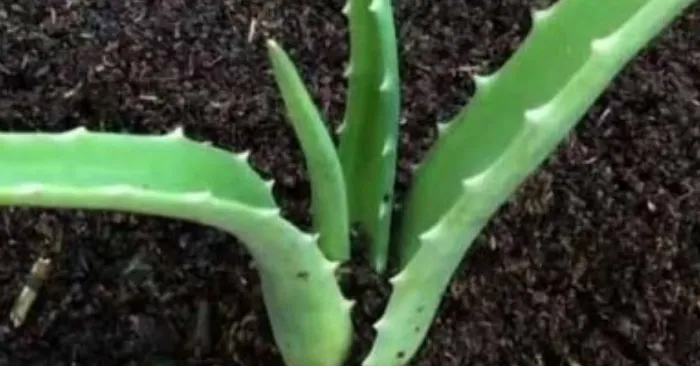 Nha đam giống Mỹ - Đặc điểm cách trồng và chăm sóc cây hiệu quả; sau đó; làm trắng da; thìa cà phê.