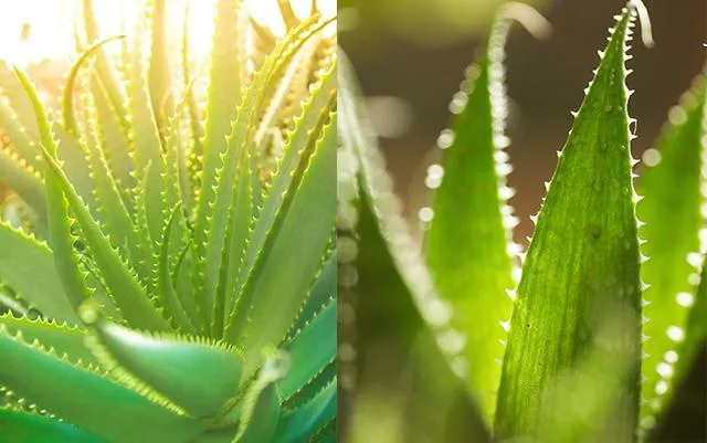 Nha đam trồng trong nước cần được phơi sáng ít nhất một lần mỗi tuần