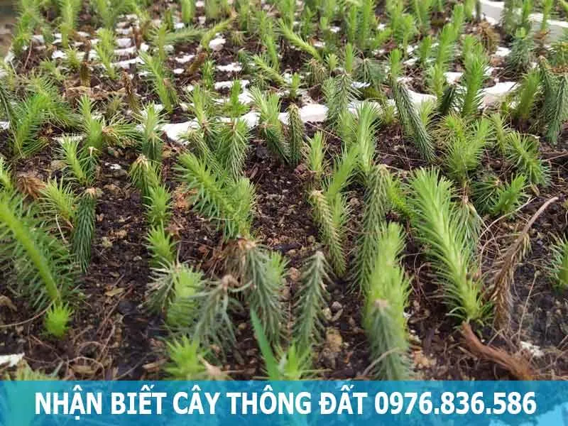 nhận biết cây thông đất