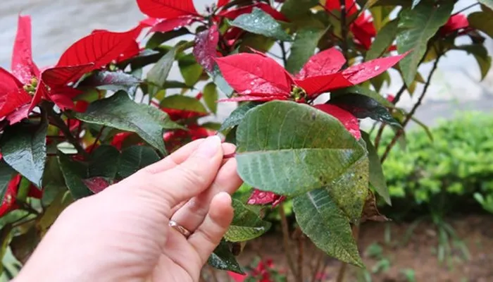 Nhận biết sớm và phòng trừ sâu bệnh thường gặp trên lá và gốc cây trạng nguyên