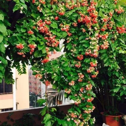 Nhận biết và phòng trừ sâu bệnh thường gặp khi trồng hoa quân tử