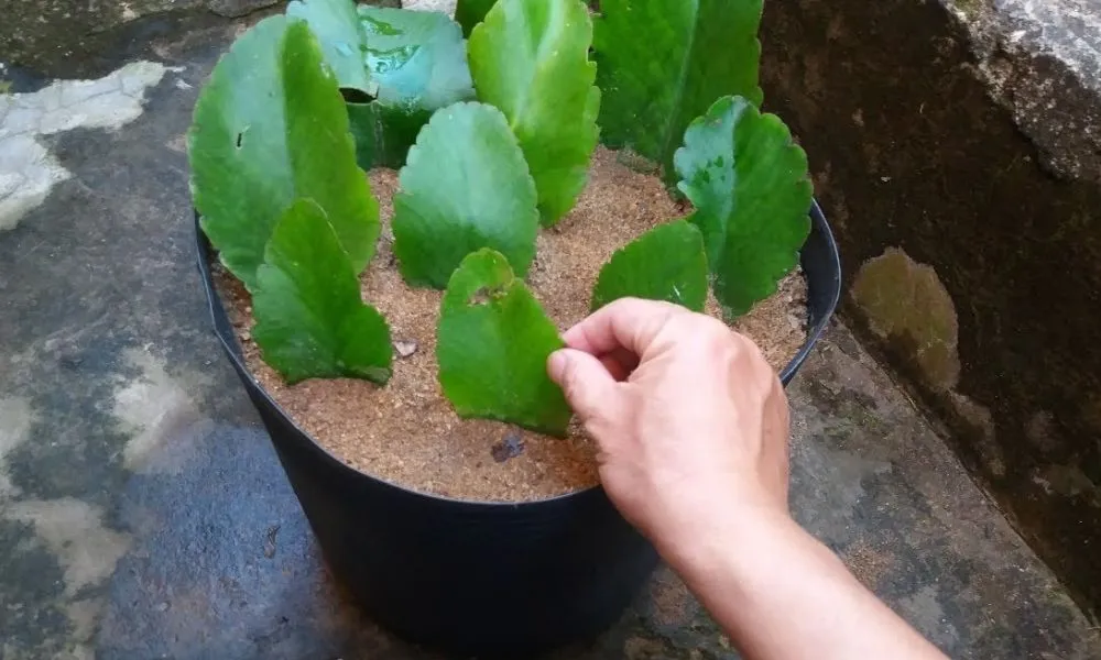 Nhân Giống Cây Sống Đời Bằng Lá: Đơn giản và hiệu quả để có thêm cây mới.