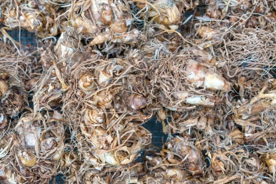 Nhân giống hoa huệ bằng cách nhẹ nhàng đào củ ra khỏi đất và trồng lại những củ có kích thước lớn nhất.