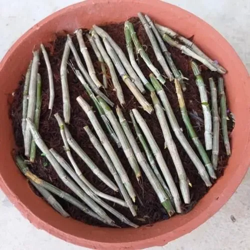 Nhân giống hoa phong lan