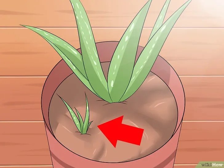 Nhân giống nha đam bằng cách tách nhẹ nhàng cây con ra khỏi gốc cây mẹ.