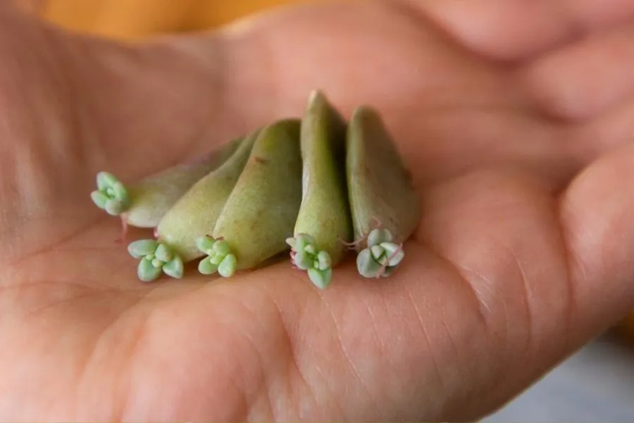 Nhân giống từ một chiếc lá đơn là phương pháp được sử dụng khi cây mẹ còn nhỏ hoặc cần số lượng lớn cây con