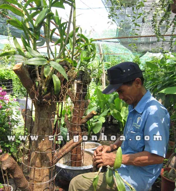 Nhân viên Sài gòn hoa ghép lan lên gốc cây