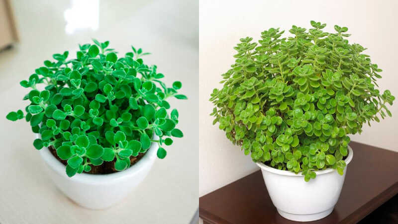 cách trồng và chăm sóc cây nhất mạt hương Toàn Diện Cho Người Mới