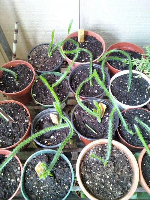 Nhẹ nhàng gỡ các nhánh thanh long non để chia ra chậu khác