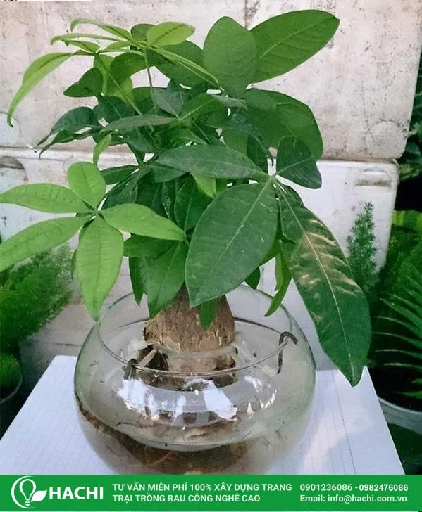 nhiệt độ khi trồng cây kim tiền thủy canh