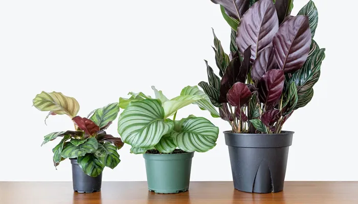 Nhiệt độ phù hợp cho cây đuôi công