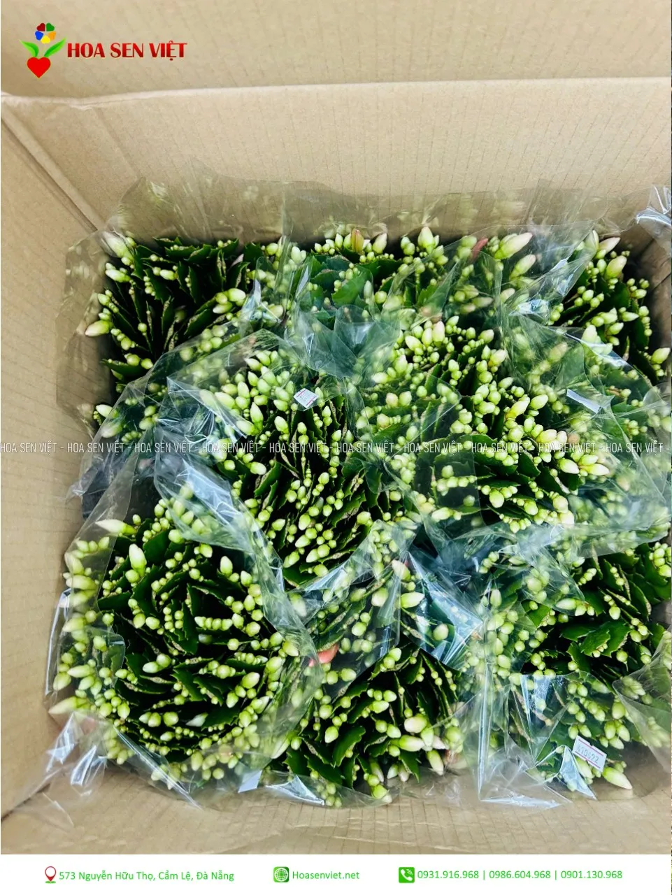 Nhiều chùm hoa tiểu quỳnh nở sai với màu sắc đa dạng như vàng, cam, hồng, trắng, mang lại vẻ tươi mới cho không gian