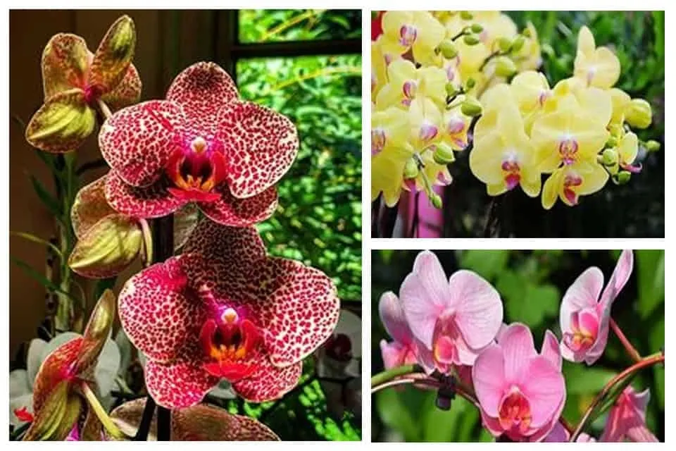 Nhu cầu ánh sáng tối ưu cho lan hồ điệp