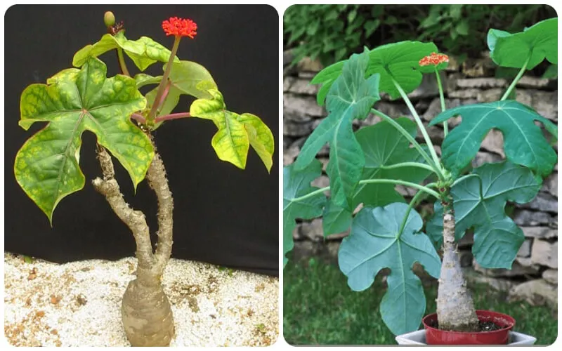 Nhựa cây ngô đồng dùng để giảm tình trạng sưng tấy và mưng mủ của các vết mụn