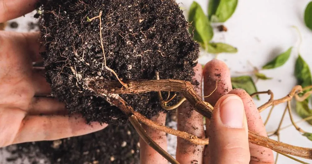 Những bộ rễ bị bó sẽ phát triển mạnh mẽ hơn khi được chuyển vào một chậu lớn và thoáng đãng hơn