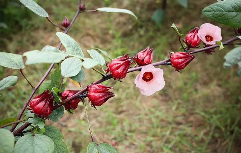 Những bông Atiso đỏ đang ra hoa trên thân cây