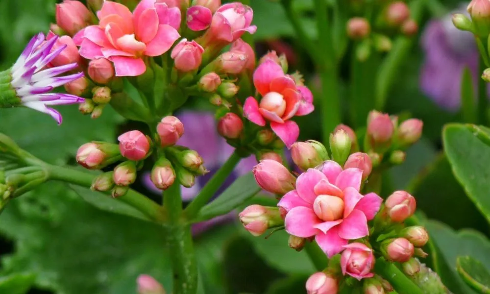 Những câu hỏi thường gặp về cách chăm sóc cây sống đời