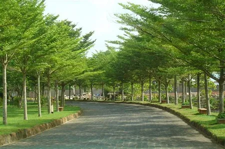Những cây Bàng Đài Loan được trồng dọc theo con đường, tạo cảnh quan xanh và bóng mát