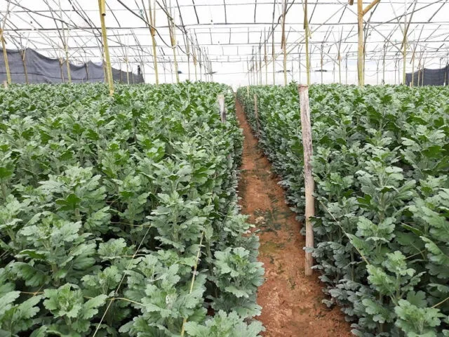 Những cây hoa cúc Đà Lạt đang phát triển mạnh mẽ và đồng đều