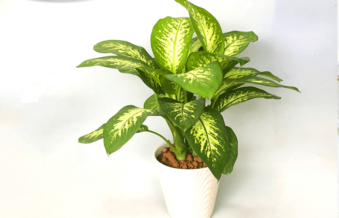 Loại Cây Không Nên Trồng Trong Nhà: 8 Cảnh Báo Nguy Hiểm Cần Tránh