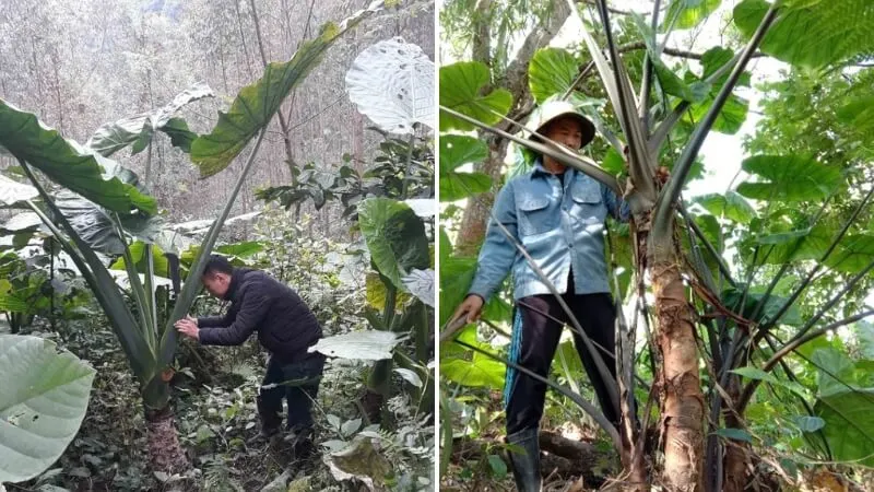 Những cây ráy lâu năm