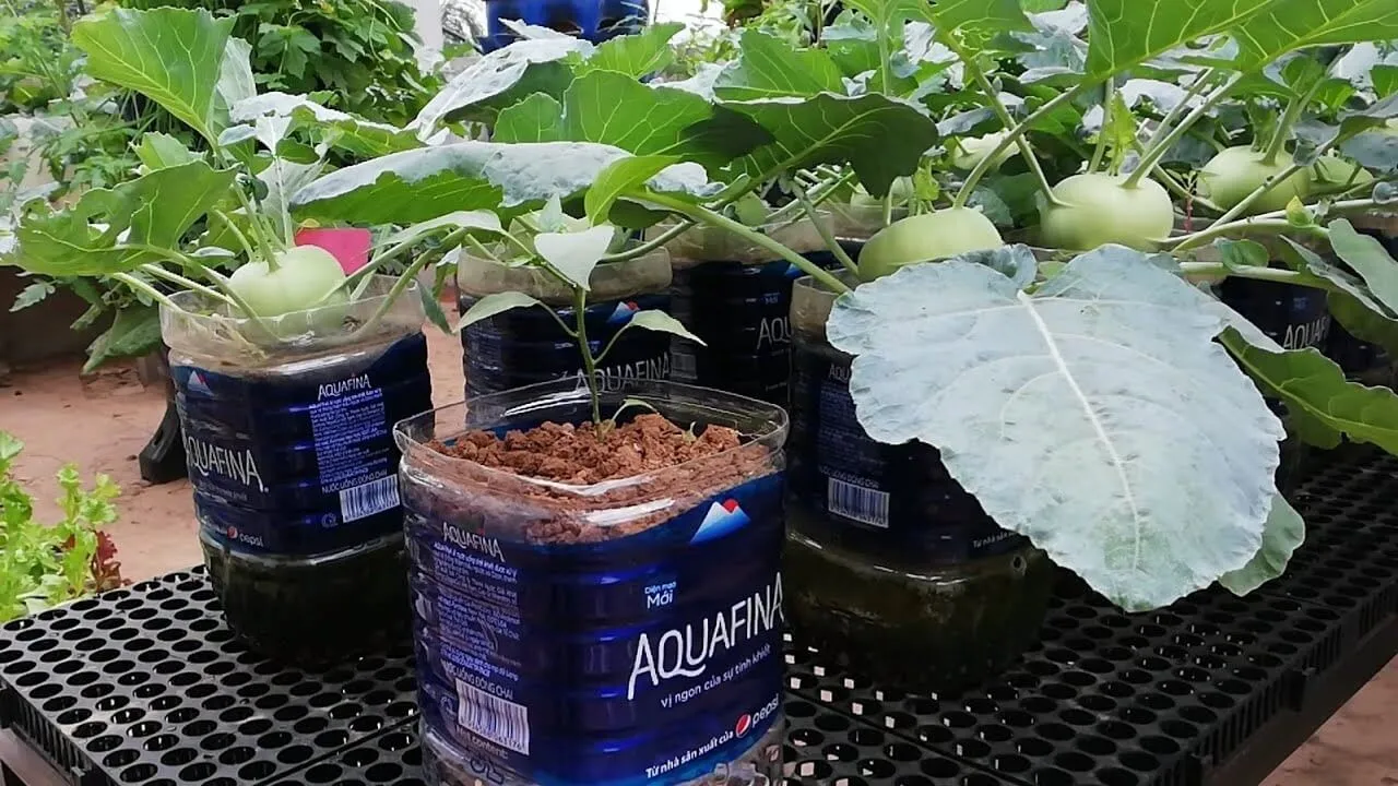 Những chai nhựa lớn 5 lít được cắt thành chậu nằm ngang để trồng nhiều loại rau khác nhau