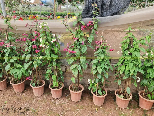 Những chậu hoa ngọc nữ đang nở hoa xinh đẹp