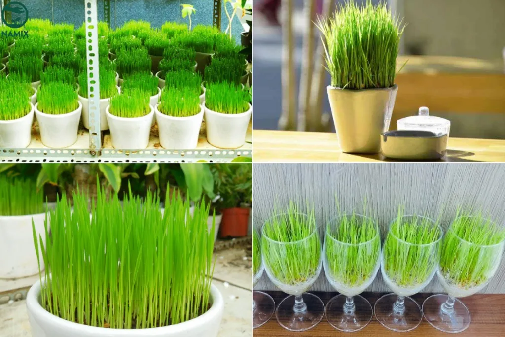 Những chậu lúa cảnh xanh mơn mởn, mang ý nghĩa phong thuỷ tốt