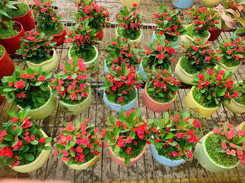 Những chậu Xương Rồng Bát Tiên được chăm sóc tốt và phát triển khỏe mạnh