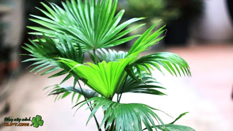 Những hình ảnh đẹp về cây Dừa kiểng trong chậu