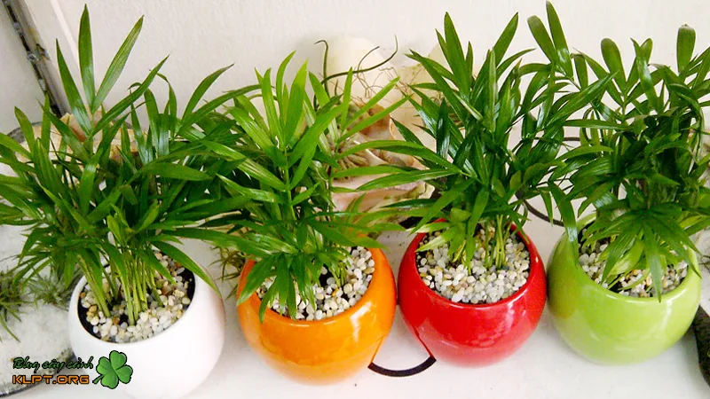 Những hình ảnh đẹp về cây Dừa kiểng