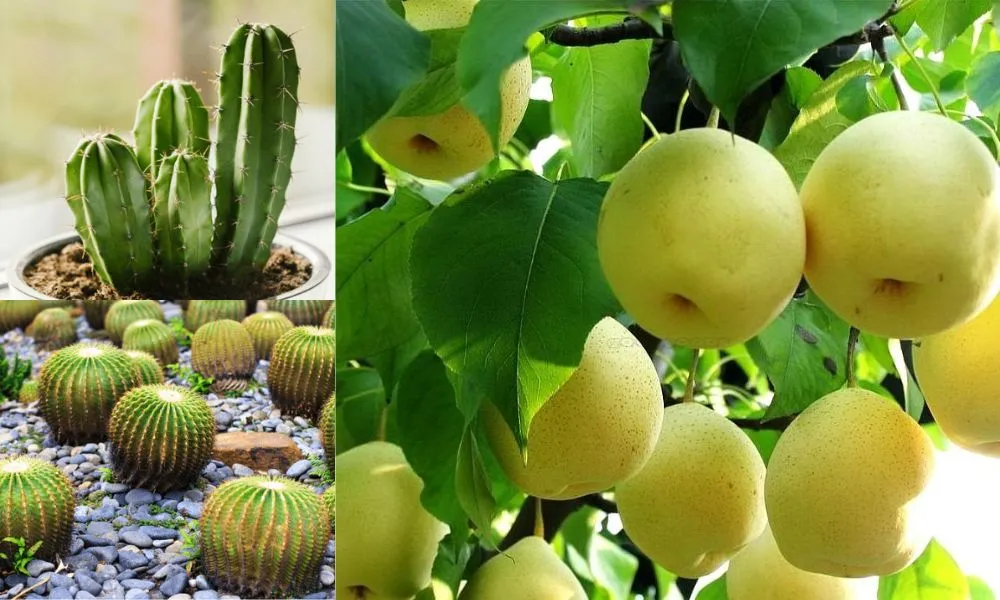 Những Loại Cây Cảnh Tuyệt Đối Cần Tránh Trồng Đối Với Người Mệnh Mộc