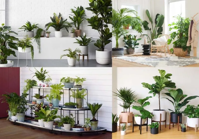 Những loại cây xanh phổ biến mang lại lợi ích sức khỏe và tinh thần trong không gian sống