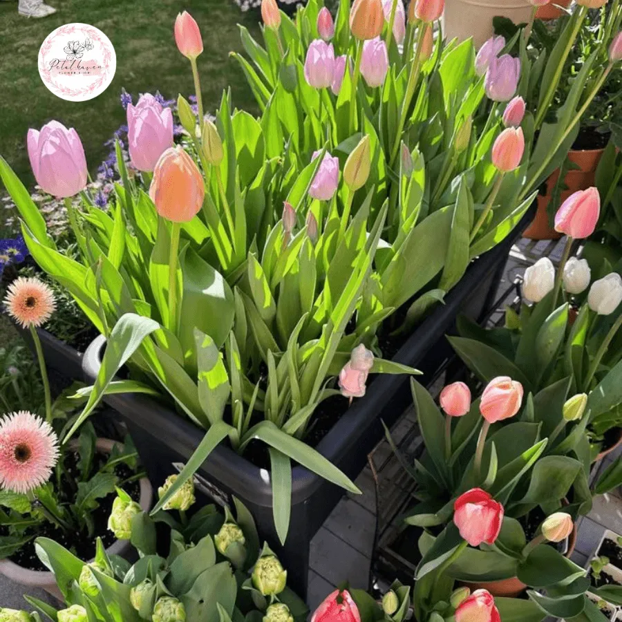 Những lưu ý cần thiết khi áp dụng cách trồng lại hoa tulip từ củ giống