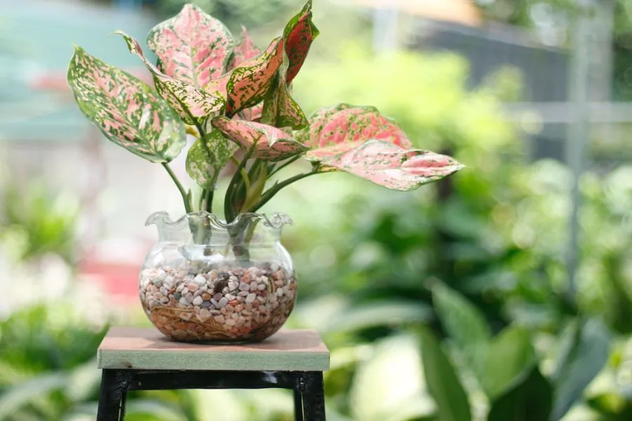 Những lưu ý cơ bản và quan trọng nhất khi áp dụng cách trồng cây thủy sinh