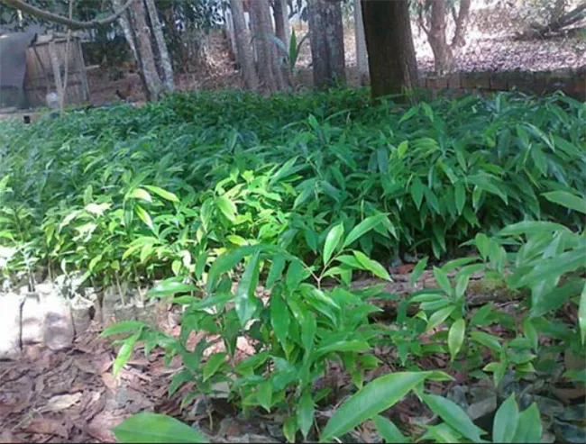 Những lưu ý khi lựa chọn cây giống trầm hương